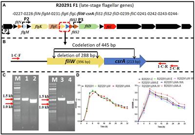 FliW and CsrA Govern Flagellin (FliC) Synthesis and Play Pleiotropic Roles in Virulence and Physiology of Clostridioides difficile R20291